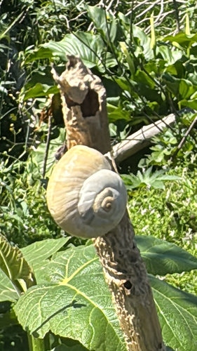 Theba pisana