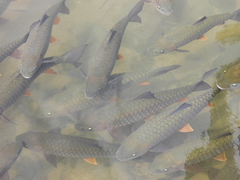 Caldwell's Spiny Carp photo 2