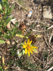 Grindelia stricta angustifolia