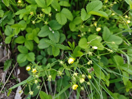 Potentilla freyniana, photograph 4