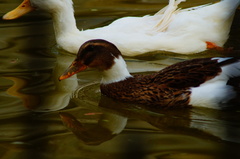 Anas platyrhynchos domesticus