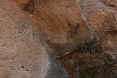 Phthiria antiqua