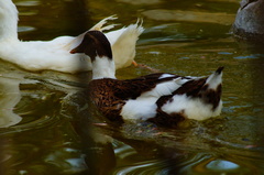 Anas platyrhynchos domesticus