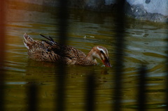 Anas platyrhynchos domesticus