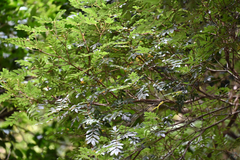 Eucryphia moorei