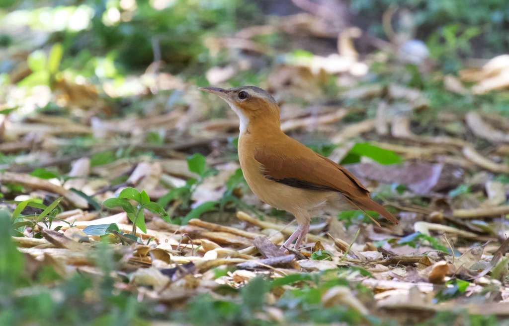Caribbean Hornero