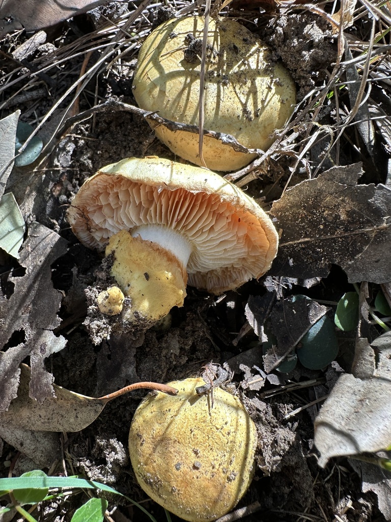 Cortinarius chrysopocos · April 2026 · photo: © prossington (iNaturalist, cc-by)