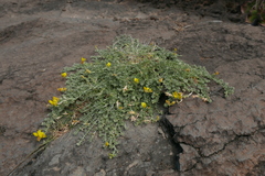 Lotus sessilifolius