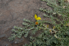 Lotus sessilifolius