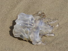 Rhizostomatoidea
