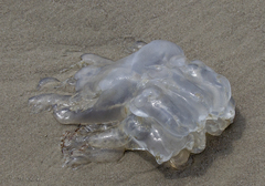 Rhizostomatoidea