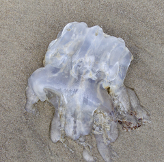 Rhizostomatoidea