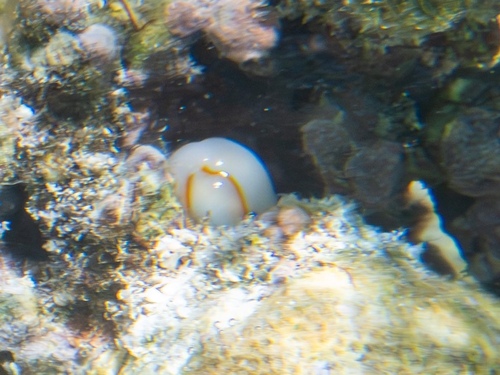 Cypraea annulus observed 2026-03-19