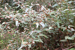Lasiopetalum macrophyllum, photograph (c) Bryce Watts-Parker, some rights reserved (CC BY)