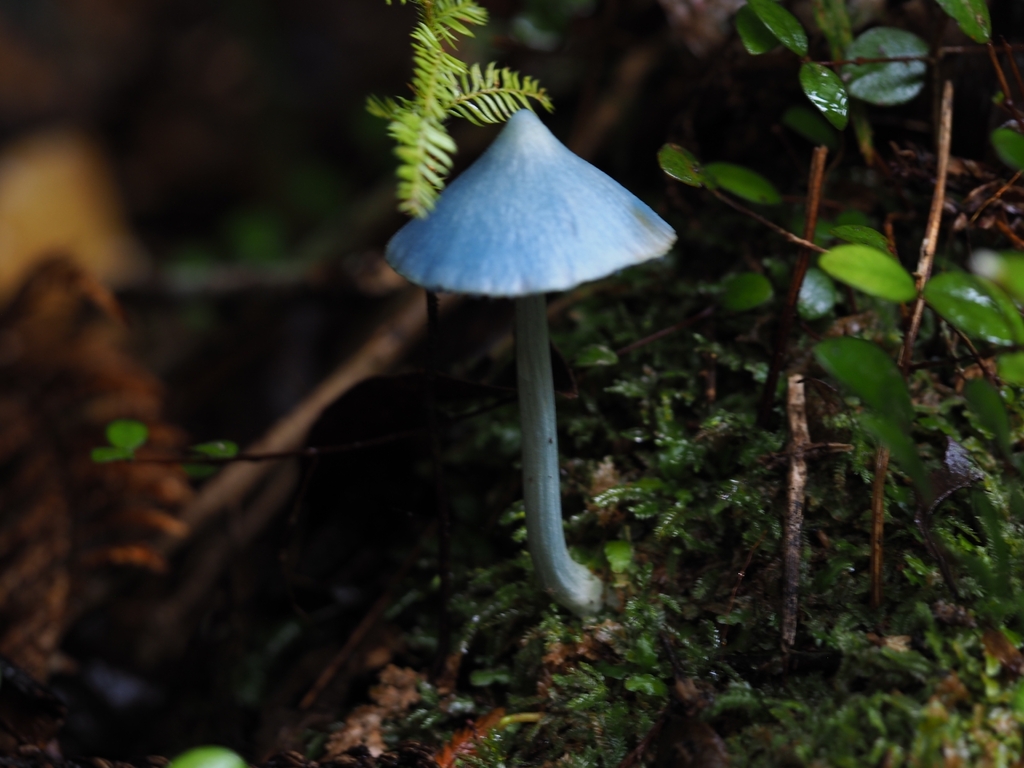 Entoloma hochstetteri · April 2026 · photo: © georgecox (iNaturalist, cc0)