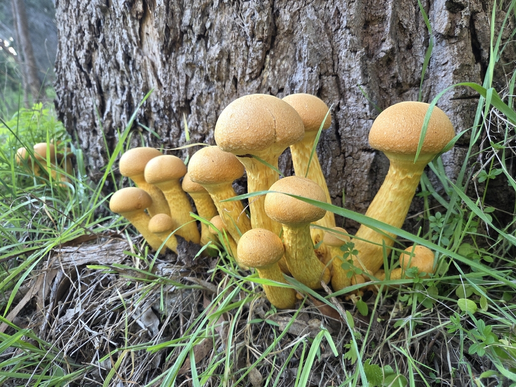 Gymnopilus junonius · April 2026 · photo: © mlinc (iNaturalist, cc-by)