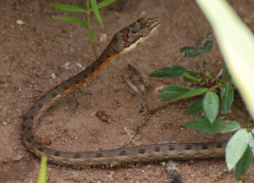Tanganyika Sand Snake