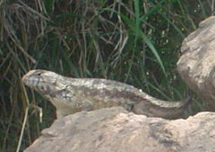 Sceloporus horridus