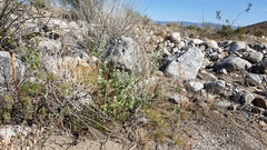 Cryptantha barbigera fergusoniae