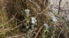 Cryptantha barbigera fergusoniae