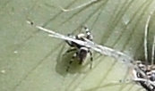 Metaphidippus chera