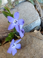Vinca minor