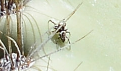 Metaphidippus chera