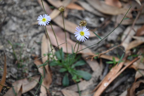 Brachyscome spathulata, photograph 1
