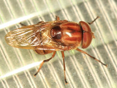 Copestylum chalybescens