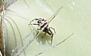 Metaphidippus chera
