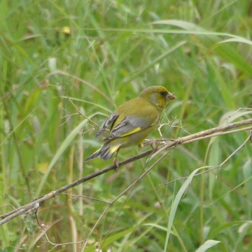 Avistamiento Chloris chloris