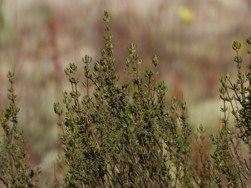 Thymus capitellatus, photograph 1