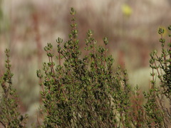 (c) Duarte Frade, some rights reserved (CC BY) Thymus capitellatus, photograph (c) Duarte Frade, some rights reserved (CC BY)