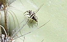 Metaphidippus chera