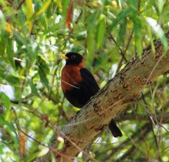 Turdus rufitorques