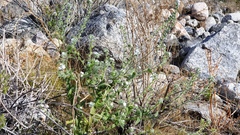 Cryptantha barbigera fergusoniae