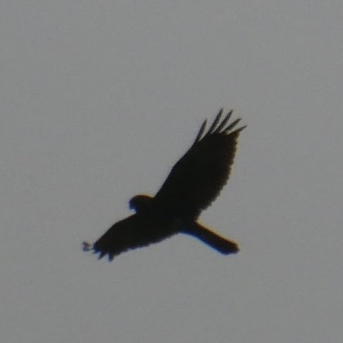 Avistamiento Aguilucho lagunero occidental