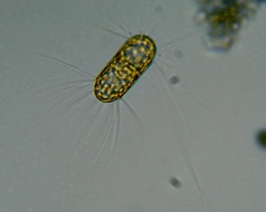 Corethron hystrix