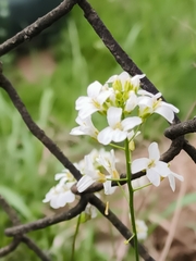 Arabis procurrens