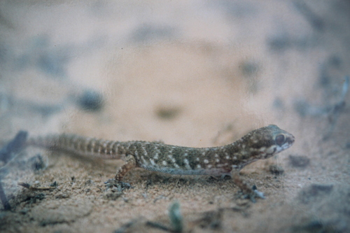 Western Cape Gecko