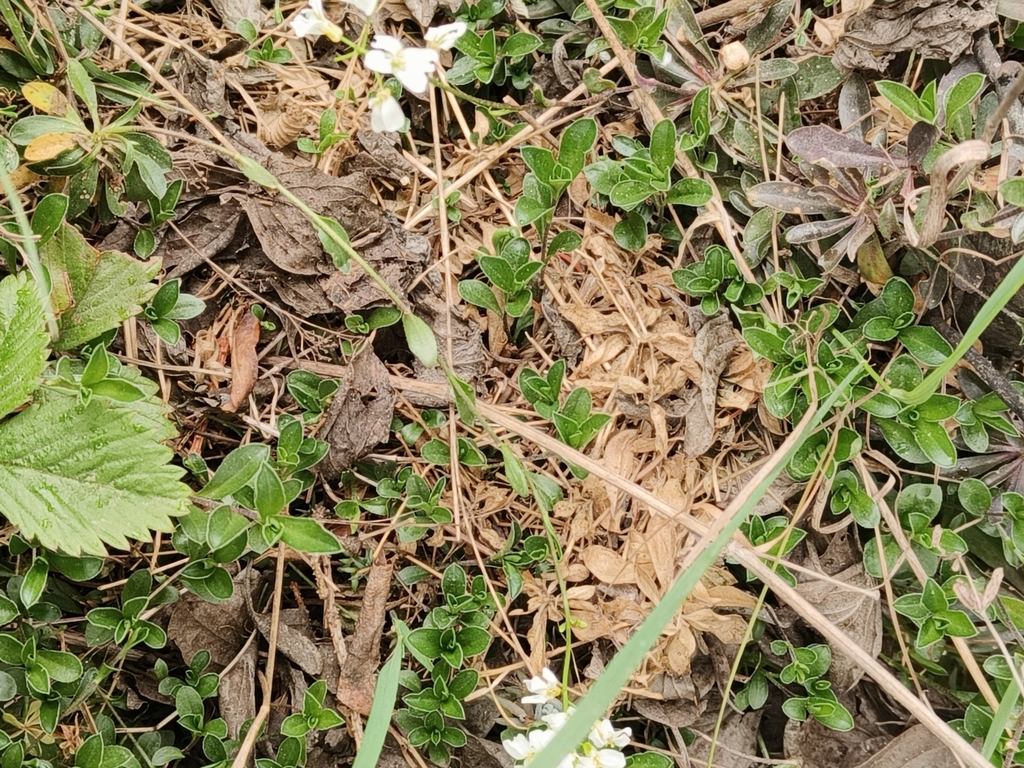 Arabis procurrens; photograph author not stated, no rights reserved