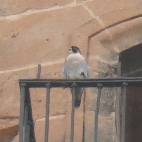 Avistamiento Halcón peregrino