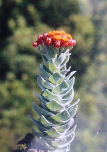 Syncarpha eximia, photograph 5