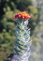 Syncarpha eximia, photograph author not stated, no rights reserved