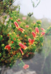 Erica unicolor, photograph author not stated, no rights reserved