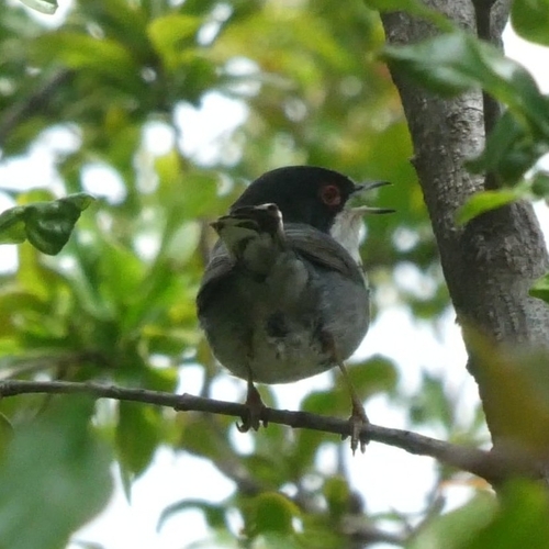 Avistamiento Curruca cabecinegra