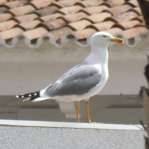 Avistamiento Gaviota patiamarilla