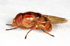 Copestylum chalybescens