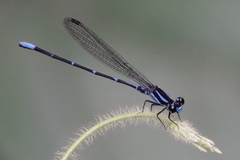 Argia oculata
