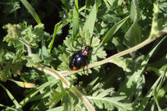 Lytta sublaevis